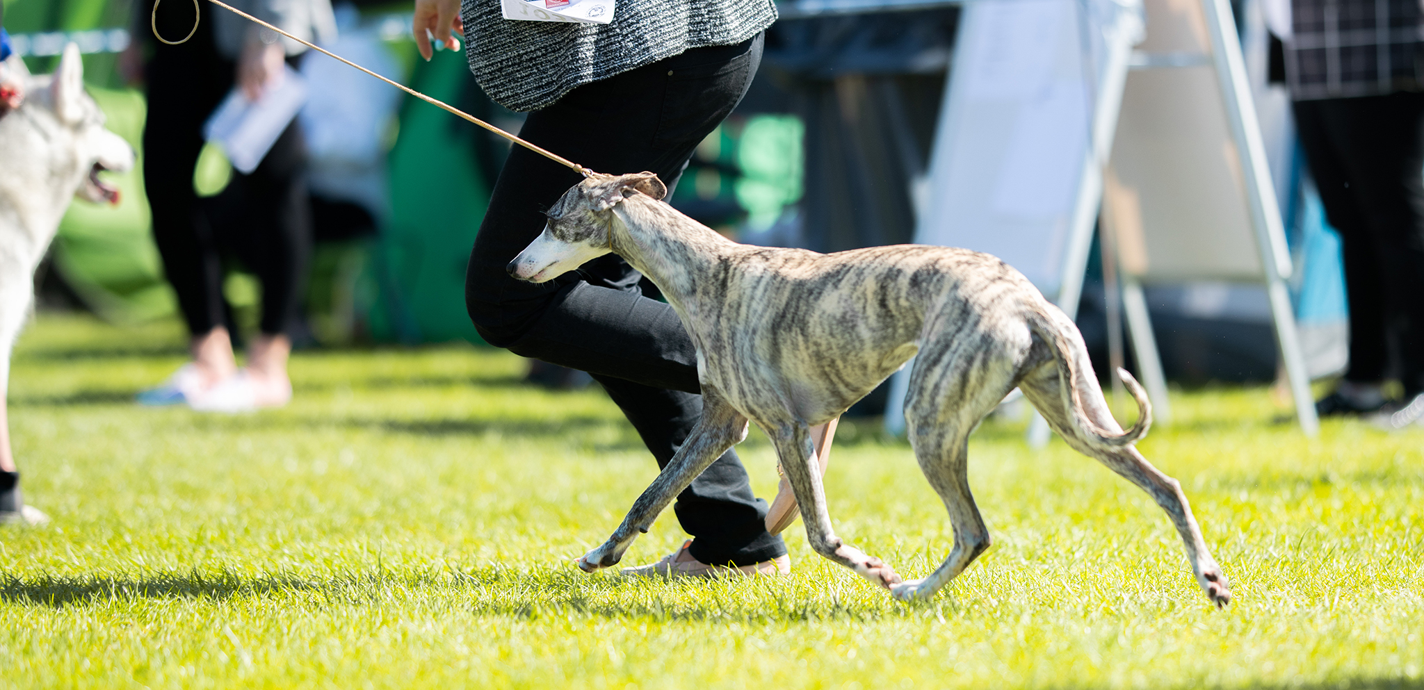 Lima's debut on the dog show!